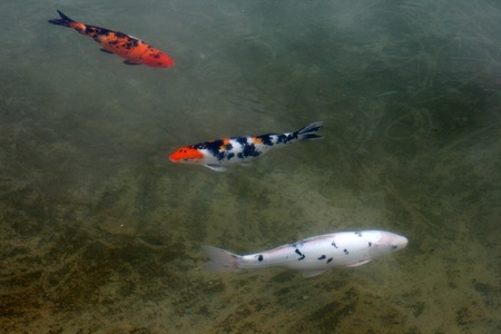 Decorative carps or koi in a pondの写真素材