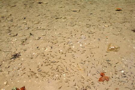 Baby fishes