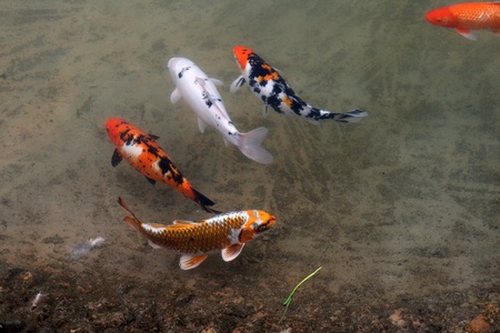 Decorative carps or koi in a pondの写真素材