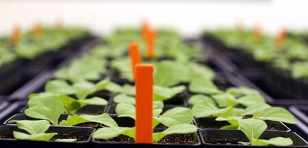 Young tobacco plants in greenhouseの写真素材