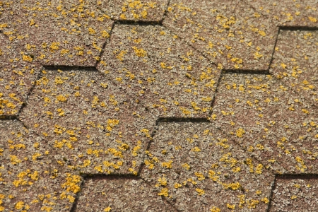 Lichensの写真素材