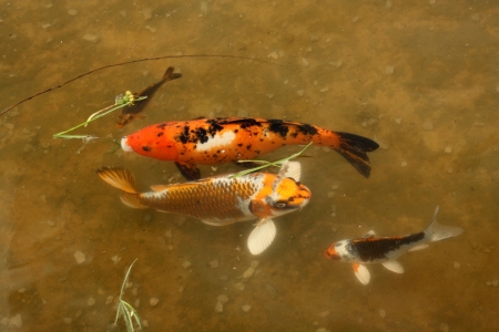 Decorative carps or koi in a pondの写真素材