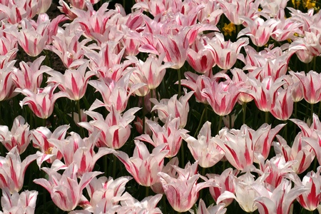 Tulips in a spring gardenの写真素材