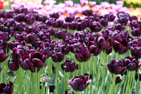 Tulips in a spring gardenの写真素材