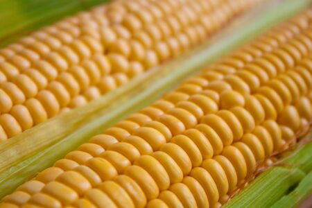ears of yellow corn with green huskの写真素材