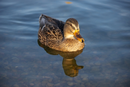 female mallard duck swimming in a lakeの写真素材