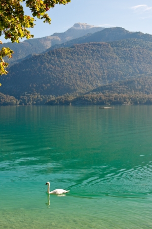 swan on Wolfgangseeの写真素材