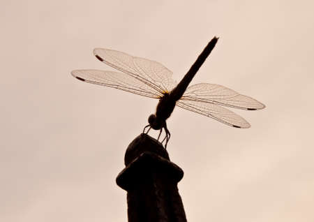dragonfly sitting on fenceの写真素材