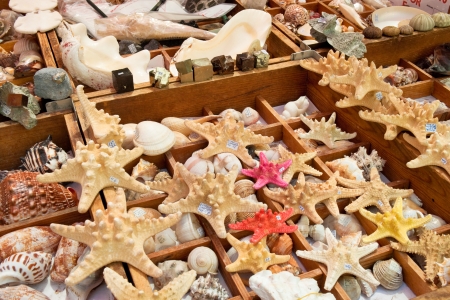 Starfish and seashells for sale on El Rastro flea market in Madridの写真素材