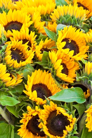 a bunch of bright  sunflowersの写真素材