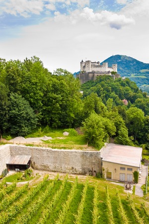 Vineyard and Hohensalzburg castle in Salzburg, Austriaのeditorial素材