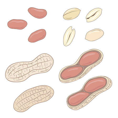 Peanuts. Set of peanuts, whole, shelled and blanched. Vector illustration.のイラスト素材