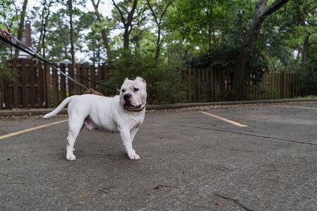 White Male American Bullyの写真素材