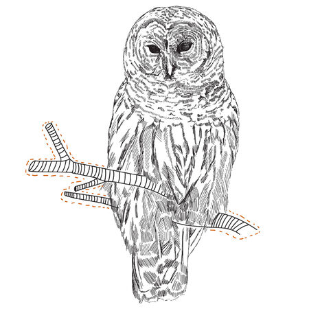 owlのイラスト素材