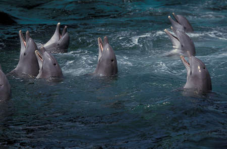 Bottlenose Dolphin, tursiops truncatusの写真素材