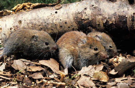 Bank Vole, clethrionomys glareolus, Normandy