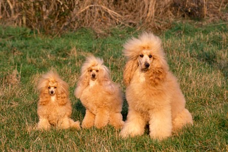 Apricot Toy, Standard and Giant Poodle sitting on Grassの写真素材