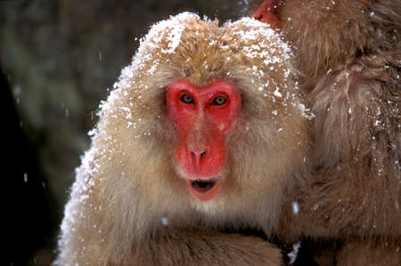Japanese Macaque, macaca fuscata, Portrait of Adult calling, Hokkaido Island in Japan