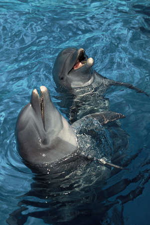 Bottlenose Dolphin, tursiops truncatus