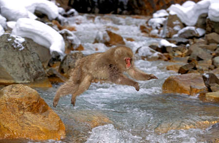 Japanese Macaque, macaca fuscata, Monkey leaping above Stream, Hokkaido Island in Japanの写真素材