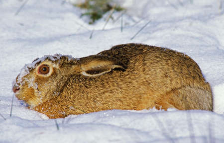 European Brown Hare, lepus europaeus, Adult laying on Snowの写真素材