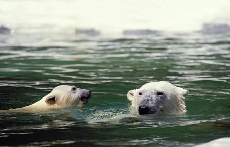 Polar Bear, thalarctos maritimus, Mother with Cub standing in Waterの写真素材