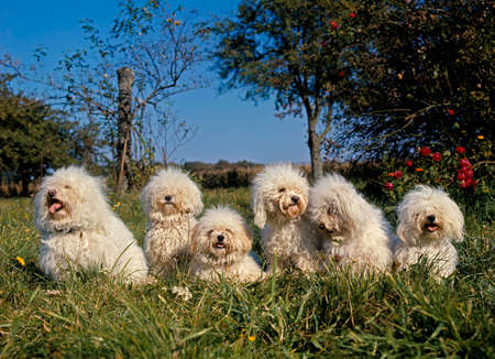 Bichon Frise Dog, Adults standing on Grassの写真素材