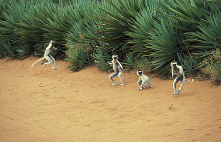 Verreaux's Sifaka, propithecus verreauxi, Adults Hopping across open Ground, Berent Reserve in Madagascarの写真素材