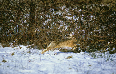 European Brown Hare, lepus europaeus, Adult running on Snow