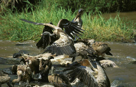 Ruppell's Vulture, gyps rueppelli, Group eating Wildebeest Carcass in Mara River, Masai Mara Park in Kenyaの写真素材