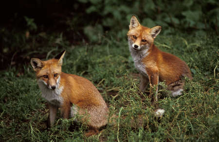 Red Fox, vulpes vulpes, Adults sitting