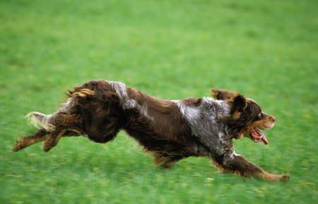 Picardy Spaniel Dog running through Field