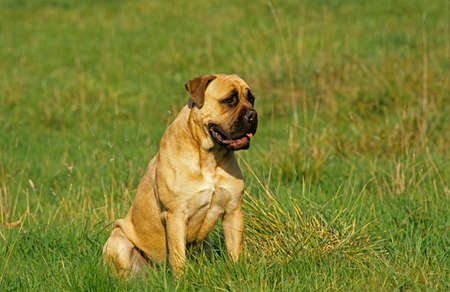 Mastiff Dog sitting on Grassの写真素材