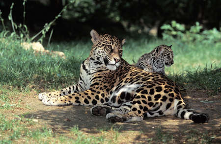 Jaguar, panthera onca, Mother with Cub laying