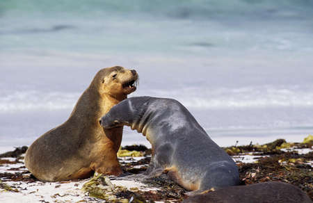 Australian Sea Lion, neophoca cinerea, Females standing on Beach, Australiaの写真素材