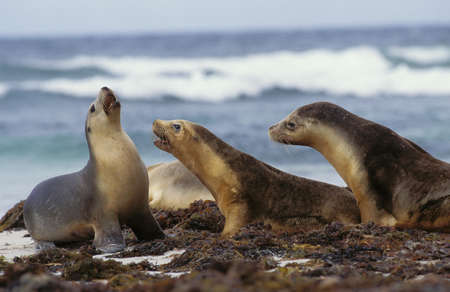 Australian Sea Lion, neophoca cinerea, Females standing on Beach, Australiaの写真素材