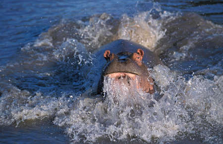 Hippopotamus, hippopotamus amphibius, Charging Adult in the River, Masai Mara Park in Kenyaの写真素材