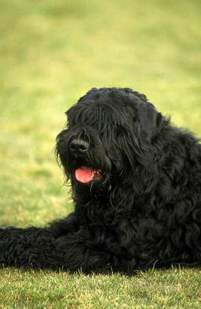 Black Russian Terrier laying on Lawn
