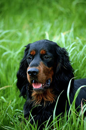 Gordon Setter Dog, Portrait of Adult in Long Grassの写真素材