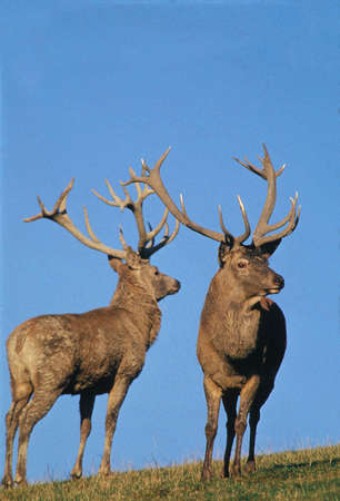 Red Deer, cervus elaphus, Stag against Blue Skyの写真素材