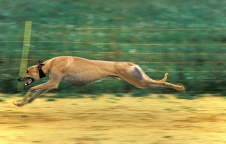Greyhound during Greyhound Racing Dog
