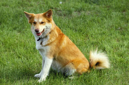 Siberian Laika Dog sitting on Grassの写真素材