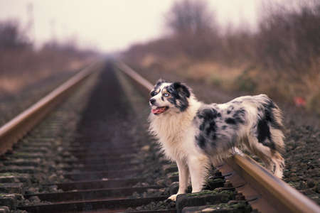 Australian Shepherd Dog standing on Rail Roadの写真素材