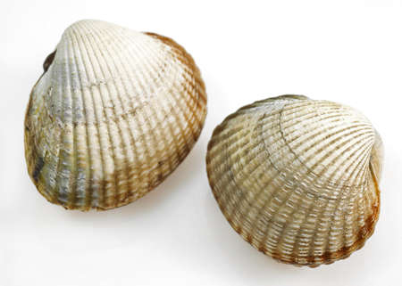 Common Cockle, cerastoderma edule against White Backgroundの写真素材