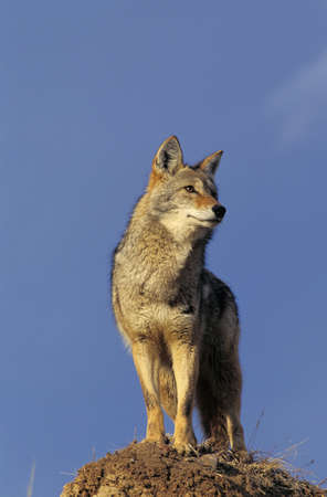 Coyote, canis latrans, Adult standing on Rock, Montanaの写真素材