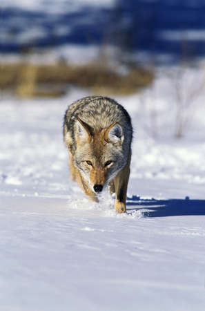 Coyote, canis latrans, Adult standing on Snow, Montana