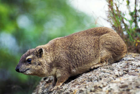 Rock Hyrax or Cape Hyrax, procavia capensis, Adult standing on Rock, Hell's Gate Park in Kenyaの写真素材