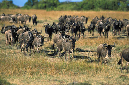 Blue Wildebeest, connochaetes taurinus, Herd during Migration, Masai Mara park in Kenyaの写真素材