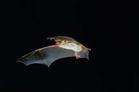 Mouse-Eared Bat, myotis myotis, Adult in Flight against Black background