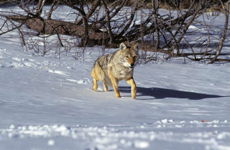 Coyote, canis latrans, Adult standing on Snow, Montana